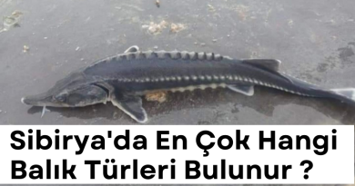 sibiryada-en-cok-bulunan-balik-turleri