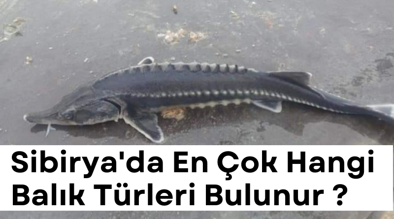 sibiryada-en-cok-bulunan-balik-turleri