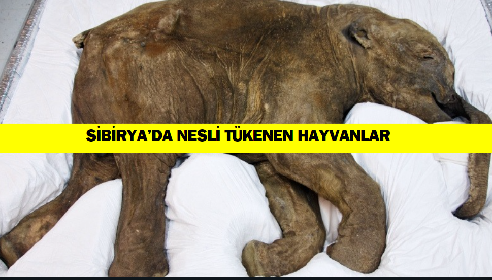 Sibirya’da Nesli Tükenen Hayvanlar